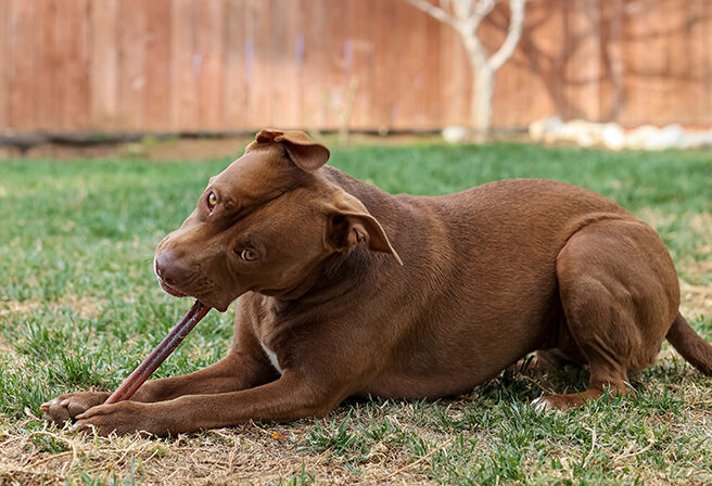 dog chewing bully stick outdoors